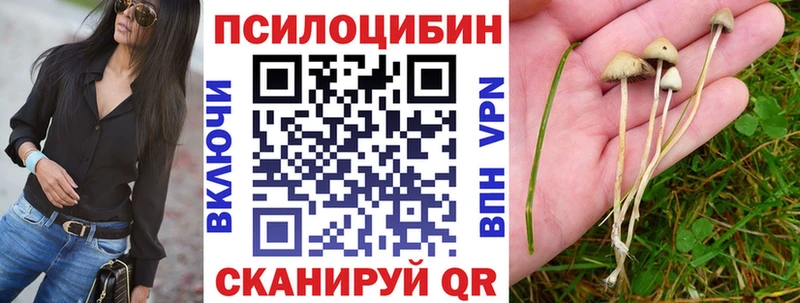 Псилоцибиновые грибы Psilocybe  Черкесск 